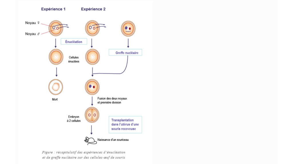 Biologie La cellule, unité de vie - La reproduction cellulaire et le matériel génétique-8