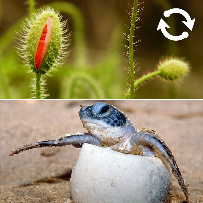 Image d'une plante et d'un bébé tortue qui sort de son oeuf