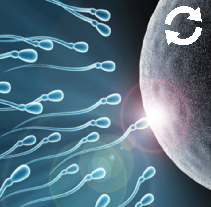 Course de spermatozoïdes jusqu'à l'ovule