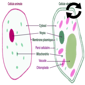 Cellule animale et cellule végétale