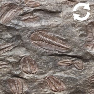 Fossiles dans la roche