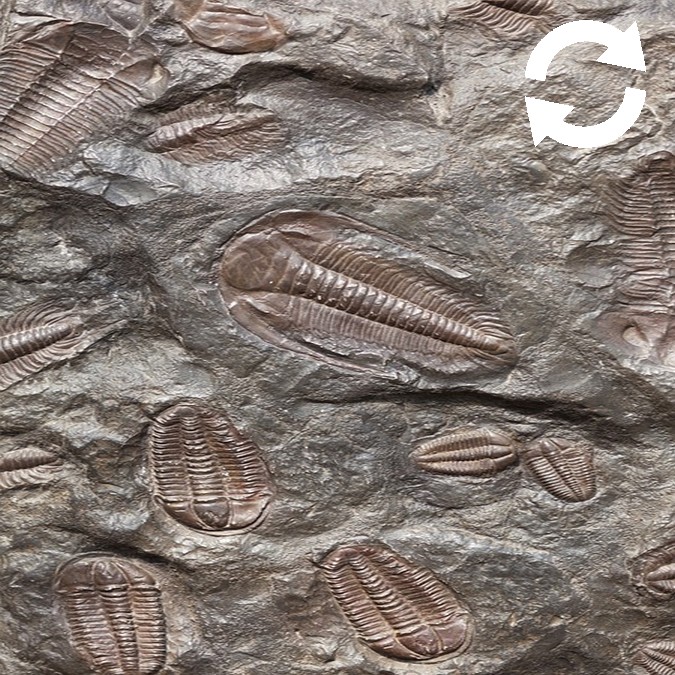 Fossiles dans la roche